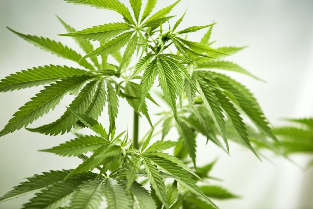 Entourage effekten i CBD og Cannabis