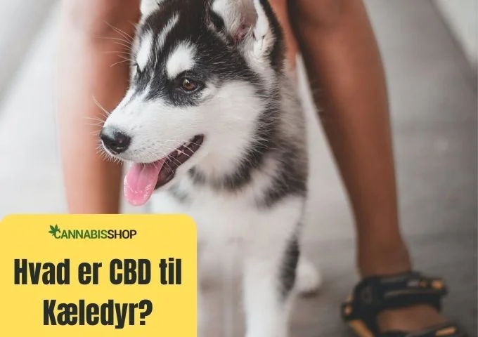 Hvad er CBD til Kæledyr