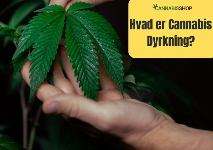 Hvad er Cannabis Dyrkning