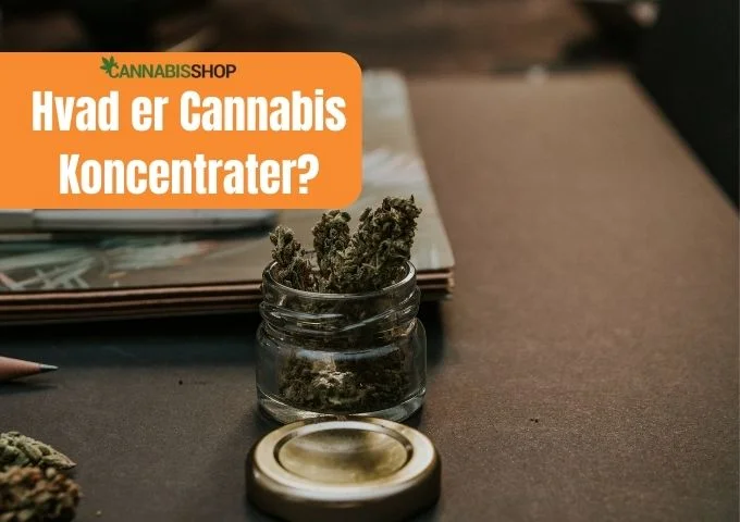 Hvad er Cannabis Koncentrater