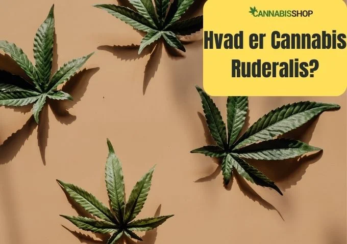 Hvad er Cannabis Ruderalis