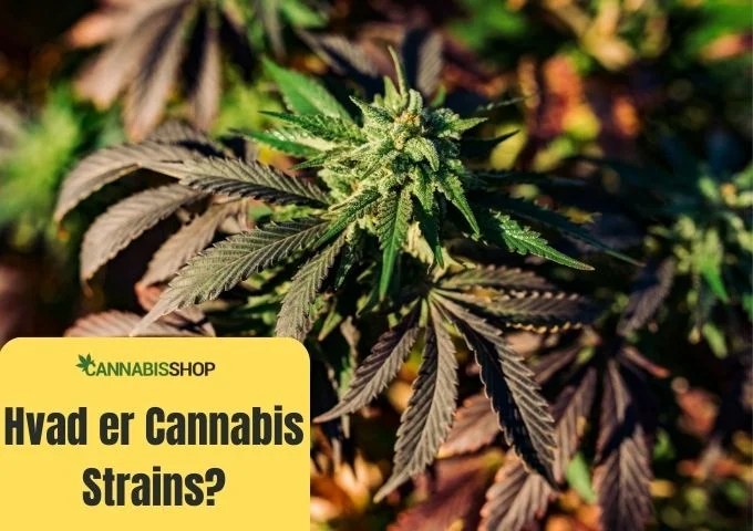 Hvad er Cannabis Strains