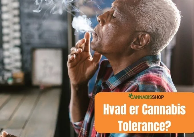 Hvad er Cannabis Tolerance?