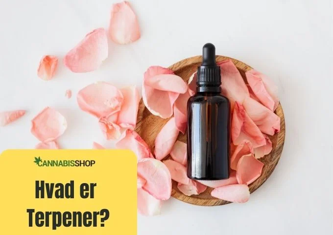 Hvad er Terpener