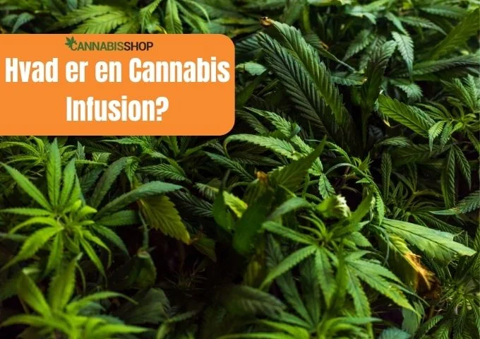 Hvad er en Cannabis Infusion