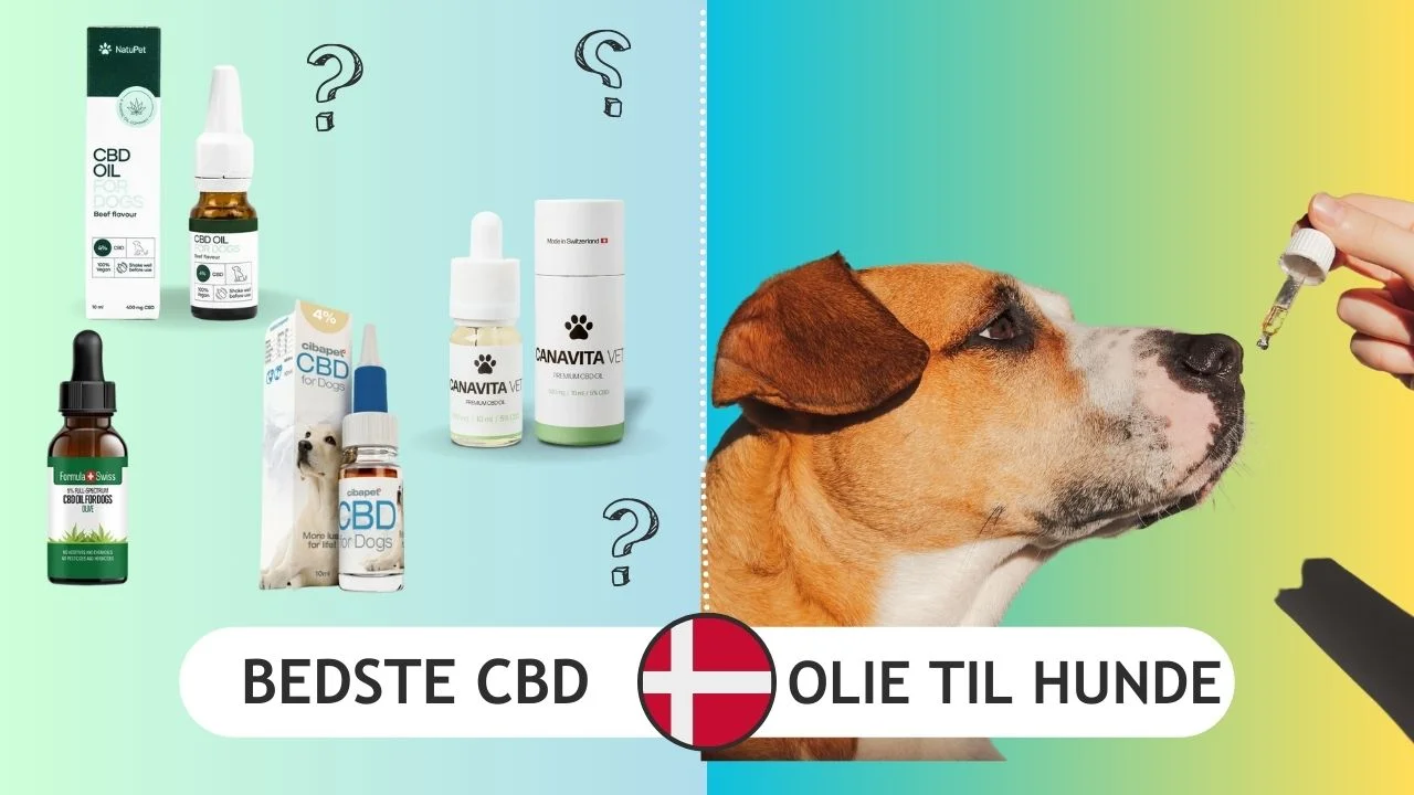 bedste cbd olie hunde